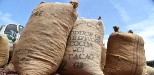 Côte d’Ivoire : la filière cacao retrouve un souffle après le rapprochement entre régulateur et syndicats