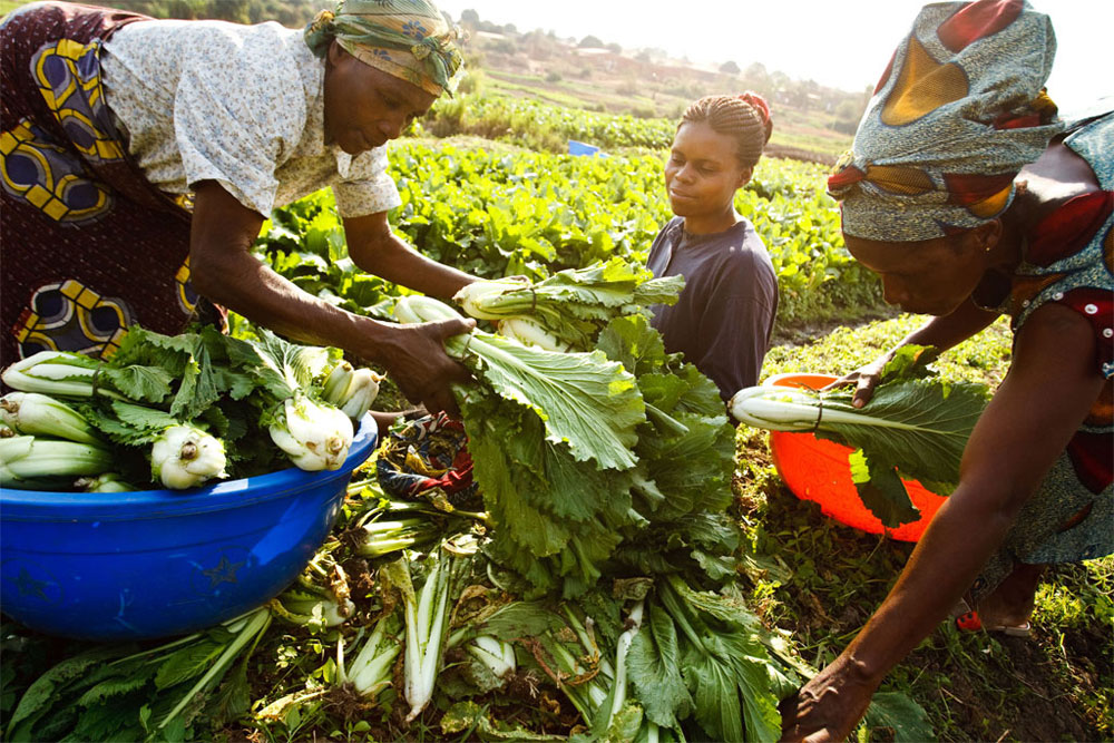 "L'AFRICAN WOMEN IN AGRICULTURE", POUR LA PROMOTION DU