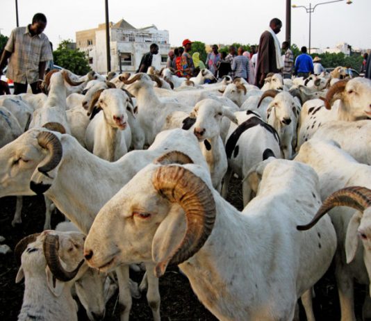 L’AÏD AL-ADHÂ OU TABASKI : UNE FÊTE MULTIDIMENSIONNELLE