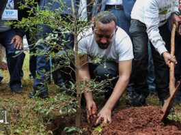 ADDIS-ABEBA À L’HEURE DE L’ÉCOLOGIE