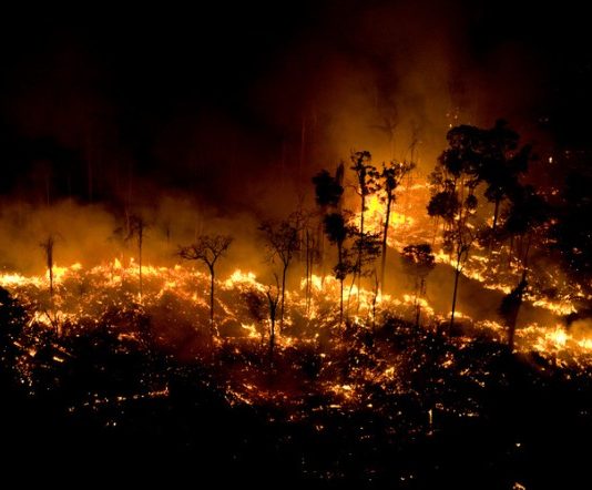 FEUX DE FORÊT EN AMAZONIE : LES POUMONS DE LA PLANÈTE EN FLAMMES
