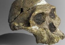 Aux sources africaines de l’humanité, un chaînon fossile longtemps manquant